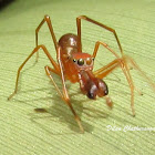 Ant mimicking jumping spider