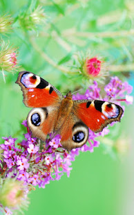 App Schmetterling