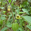 Native gooseberry, Wild cape gooseberry, pygmy groundcherry