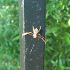 Red crab spider
