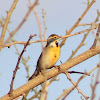 Dickcissel (male)