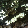 Various fungus on same log 2 of 2