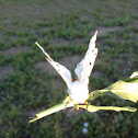 Salt marsh moth