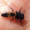 Lady bug larva