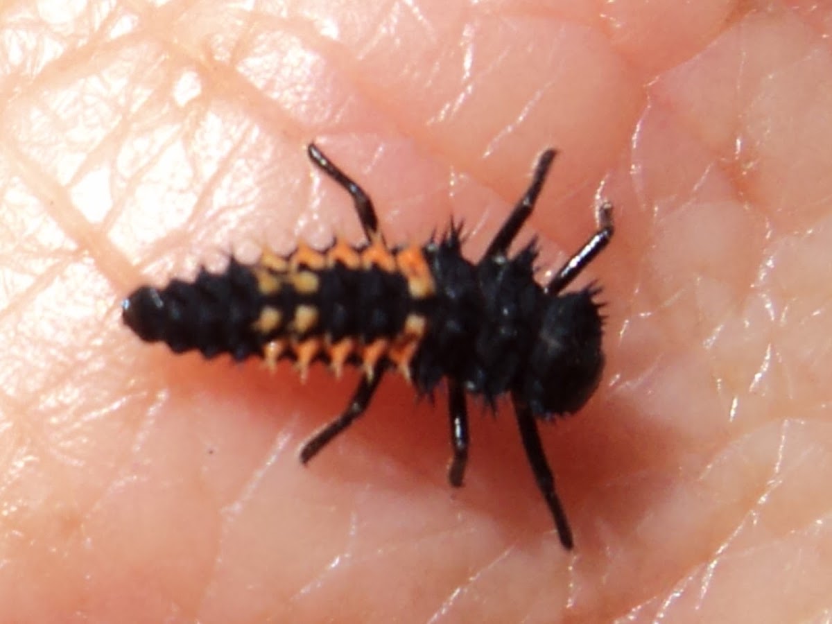 Lady bug larva