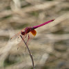 Trithemis aurora 曉褐蜻