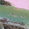 Orange rot on Cactus