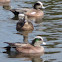 American Wigeon