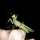 Praying Mantis