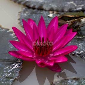 The Lotus And The Frog. by Shawalfitri Safar - Flowers Flowers in the Wild