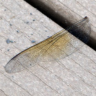 Swamp Darner dragonfly wing
