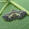 Crambid Moth