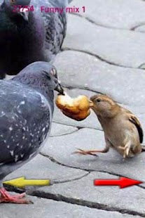 Funny Pictures Mix Screenshots 5