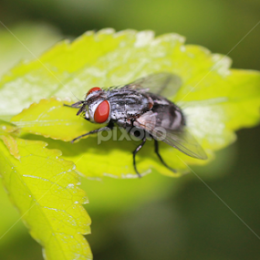 Ugly Beauty by Agus Wibowo BlackStyle - Animals Insects & Spiders