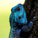 Southern Tree Agama