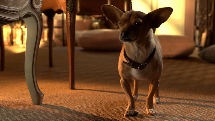 Watch Beverly Hills Chihuahua 3: Viva La Fiesta! Full Movie