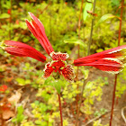 Parrot lily