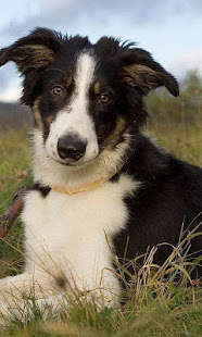 边境牧羊犬壁纸(圖4)-速報App