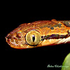 Sri Lanka cat snake