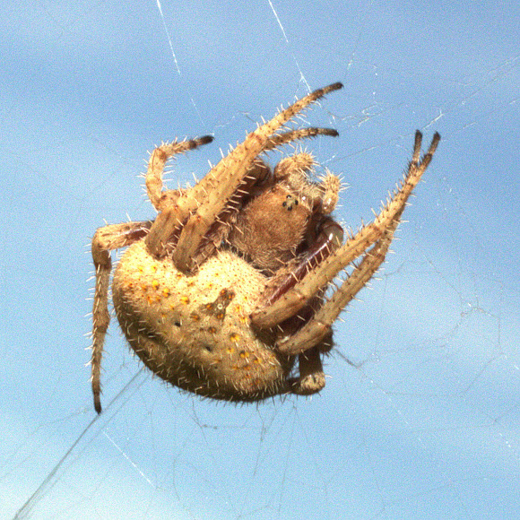 Hairy Field Spider Project Noah