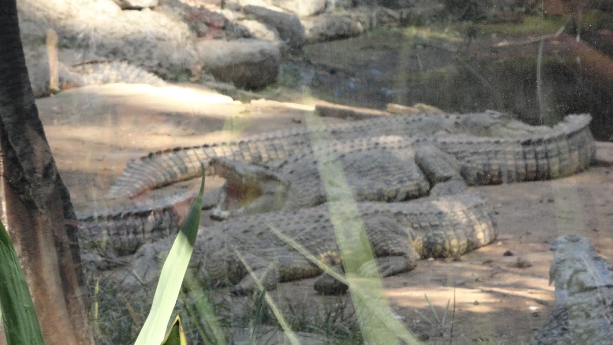 estuarine crocodiles