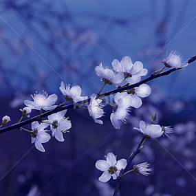 by Pavela Medak - Flowers Single Flower