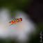 Mosca cernidora - Marmalade hoverfly