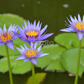 by Joana Gramajo - Flowers Flower Gardens