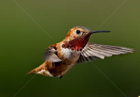 Hummingbird 4 by Sheldon Bilsker - Animals Birds