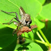 Robber fly (with lunch)