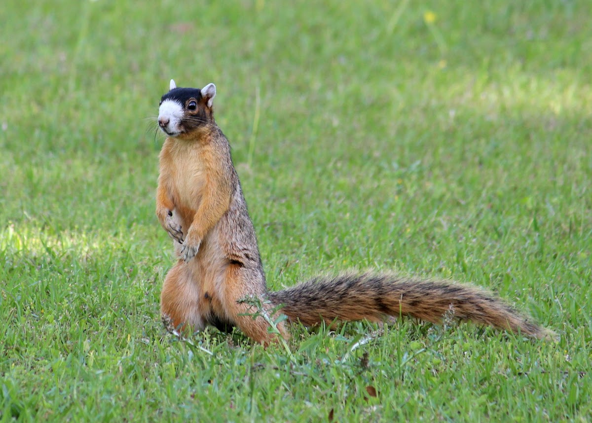 Bachman's Fox Squirrel Project Noah