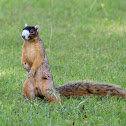 Bachman's Fox Squirrel