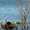 Muskrat