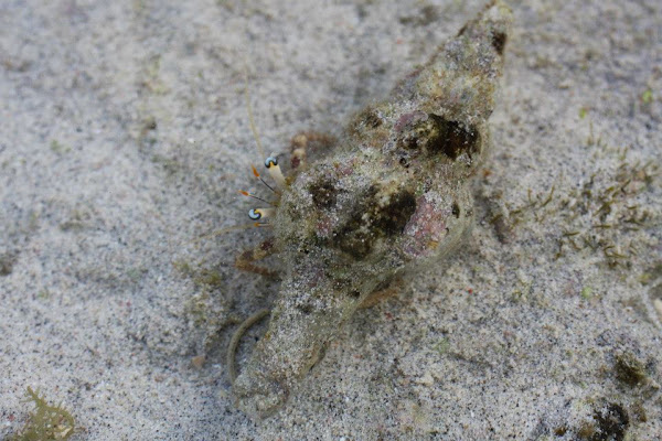 Thin Stripe Hermit Crab | Project Noah