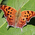 Question mark butterfly