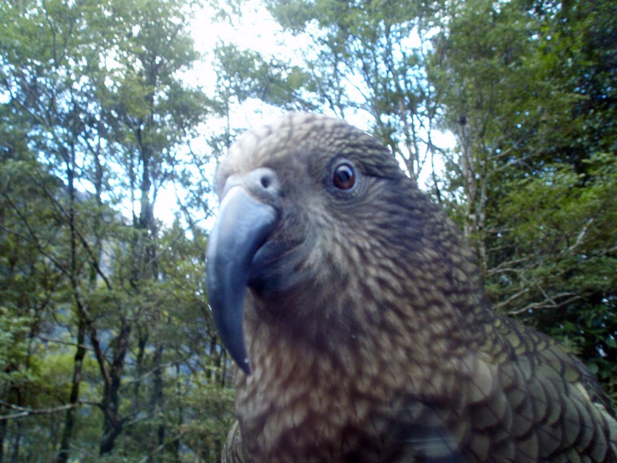 Kea