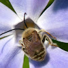 long-horned bee, male