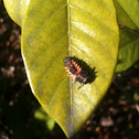 Ladybird larvae
