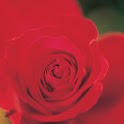 Close-up Flowers logo