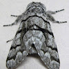 Eastern Panthea Moth