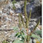 Amaranthus viridis (Bleo)