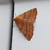 Feathered Thorn