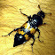 Margined Burying Beetle