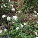 Viburnum