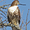 Red-Tailed Hawk - Juvenile