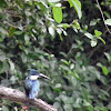 Amazon Kingfisher, fe