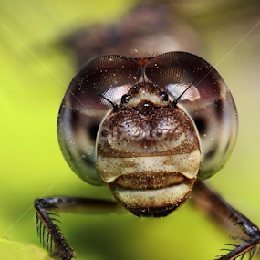 The Injured Dragonfly by Rudra Roy Chowdhury - Animals Insects & Spiders