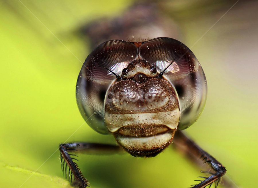The Injured Dragonfly by Rudra Roy Chowdhury - Animals Insects & Spiders