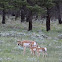 Pronghorn