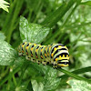 Black Swallowtail caterpillar